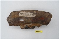 藏品(犀牛顎骨化石)的圖片